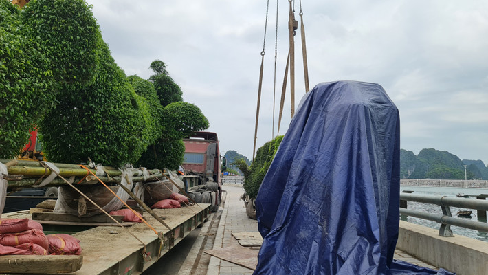 Ông Nguyễn Đình Nam, Chủ tịch UBND phường Bạch Đằng, cho biết vị trí trước công viên hoa Hạ Long và trên đường Trần Quốc Nghiễn không quy hoạch bố trí cây cảnh như trên. Từ sáng sớm có xe cẩu đưa hai cây xanh đến đặt xuống ngay khu vực vỉa hè.