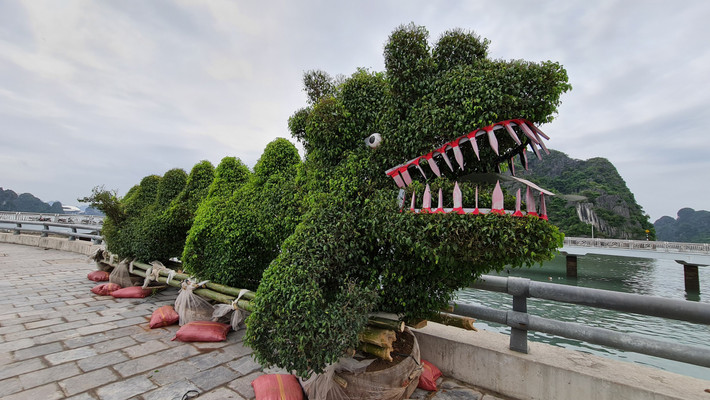 Một cán bộ phường có mặt tại hiện trường cho biết hai chú rồng trên thuộc về Công ty cây xanh công viên Quảng Ninh. Hai cây xanh này được đưa sang khu vực đường bao biển Bãi Cháy để cắt tỉa, trưng bày cho chương trình Carnaval Hạ Long được tổ chức vào ngày mai.