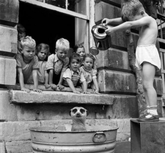 Cậu bé người Nam Phi đang tắm rửa cho một chú Meerkat, vào năm 1950.