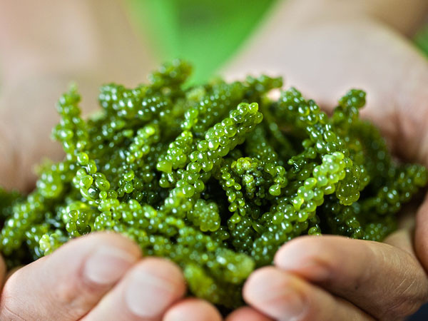 Táo xoắn là siêu thực phẩm rất tốt cho phụ nữ. Tảo xoắn có hàm lượng protein cao hơn thịt đỏ và chứa tất cả các axit béo cần thiết mà cơ thể bạn cần.