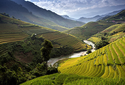 Gạo Basmati, được coi là giống lúa gạo thơm nhất thế giới, được trồng ở chân dãy núi Himalayas, biên giới giữa India và Pakistan.