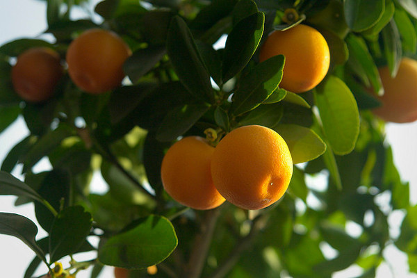 Ngoài chứa nhiều vitamin C, cam cũng giàu các vitamin B và các khoáng chất khác. Cam chứa hợp chất gọi là limioid giúp ngừa nhiều dạng ung thư. Trái cây này còn có lợi cho bệnh nhân cao huyết áp, khó tiêu và bệnh tim.