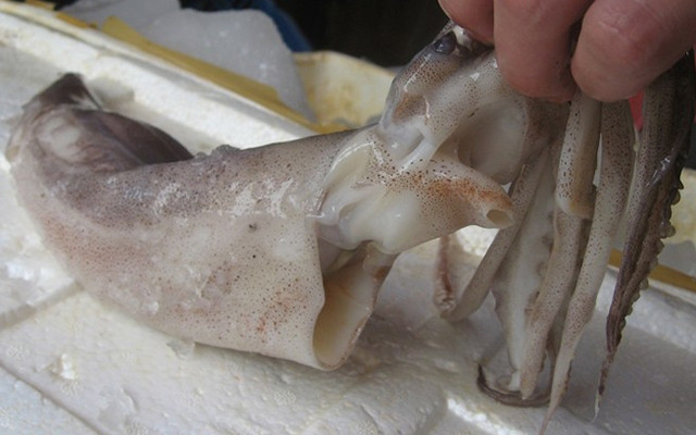 Chọn mực tươi nên chọn con to, dày mình, trắng đục như cùi dừa, thịt chắc không bị nát, lớp màng màu nâu bao quanh đều bên ngoài đối với mực nang, còn mực ống thì chọn con có lớp thịt màu sáng hơi hồng, đầu vẫn dính chặt vào thân, túi mực chưa bị vỡ.