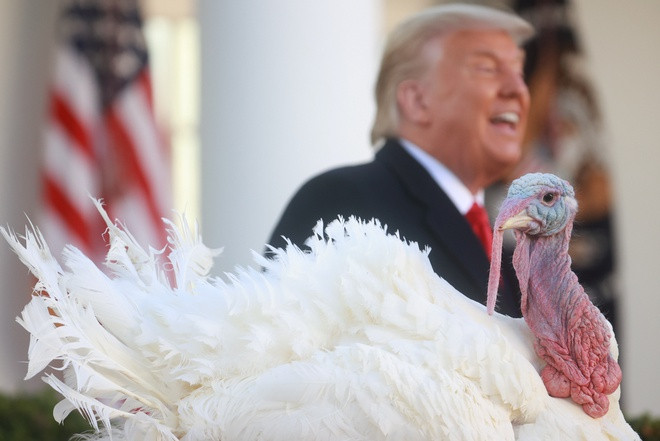 Vào ngày 24/11 vừa qua, Tổng thống Mỹ Donald Trump chủ trì buổi lễ xá tội gà tây tại Vườn Hồng, Nhà Trắng. Trong buổi lễ, ông Trump tuyên bố "Corn, tôi xá tội hoàn toàn cho bạn". Ông chủ Nhà Trắng cũng giơ tay lên phía trên con gà tây tên Corn nặng hơn 19 kg được đưa từ bang Iowa đến Washington, với ý nghĩa giải thoát cho một con gà khỏi bàn ăn của người Mỹ vào lễ Tạ ơn diễn ra vào tuần này.