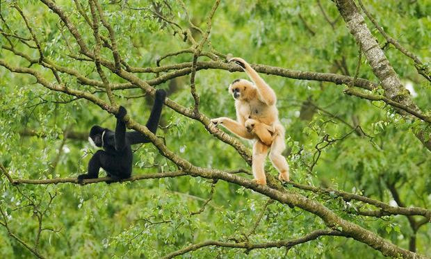 Vượn Cao Vít, tên khoa học là Nomascus nasutus, thuộc loài vượn đen Đông Bắc, là 1 trong 25 loài động vật linh trưởng hiếm nhất trên thế giới có ở Việt Nam. (Ảnh: Sohu)