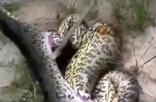 Nằm trong bụng của nó không phải loài gia súc kích thước khủng nào mà chính là một con trăn cùng loài khác, có kích thước tương đương với kẻ đã nuốt chửng mình. (Ảnh: Mirror)