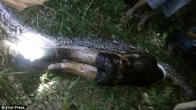 Cụ thể, anh Akbar Salubiro, 25 tuổi, đã mất tích vào đêm chủ nhật sau khi rời khỏi nhà để đi thu hoạch dầu cọ tại một ngôi làng xa xôi trên đảo Sulawesi, Indonesia. Người thân, bạn bè đã tìm kiếm anh khắp nơi nhưng không thể phát hiện ra dấu tích của người đàn ông trẻ tuổi này, cho đến khi họ phát hiện một con trăn khổng lồ, dài tới 7m trong sân sau nhà Akbar. (Ảnh: Viral Press)