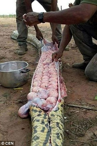 Nghi ngờ một con trăn khổng lồ đã giết chết và ăn thịt gia súc của mình do nó có kích thước to bất thường, người dân ở một ngôi làng thuộc Nigeria đã quyết định giết và mổ bụng con trăn. Tuy nhiên, khi mổ bụng nó, họ giật mình kinh ngạc khi thấy trong bụng nó là hàng trăm quả trứng trăn rất to. (Ảnh: Metro)