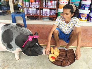 Mặc dù bị gọi là dị nhân coi lợn gái như bạn gái nhưng chàng trai 25 tuổi Pattanadol vẫn chẳng suy nghĩ gì. (Nguồn Sina)