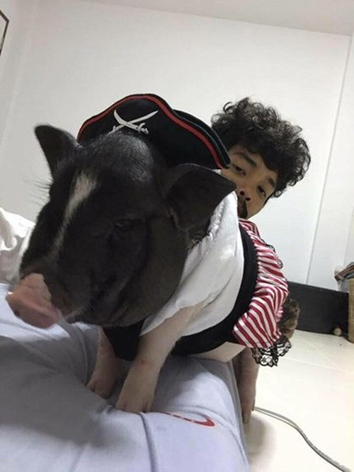 Đối với anh, việc chăm sóc cho lợn cưng Junior đã thành một thói quen, một nhu cầu hàng ngày. Mặc dù nuôi Junior khá tốn kém, dị nhân trẻ tuổi người Thái Lan vẫn luôn lo cho lợn cưng những bữa ăn chất lượng, ngon miệng, tắm táp thơm tho sạch sẽ và mua quần áo, phụ kiện đẹp cho lợn cưng. (Nguồn Sina)