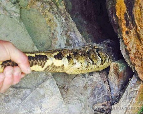 Tuy không hề gây ra vụ giết trộm gia súc, gia cầm nào của dân làng nhưng bộ dạng mãng xà thành tinh và kích thước khổng lồ của nó khiến cho nhiều người nhìn thấy cũng không khỏi kinh hoảng. Sau khi bị bắt, con trăn khổng lồ được thả về thiên nhiên.