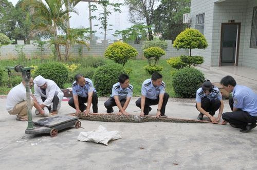 Qua giám định, đây là một con trăn Miến Điện đực, thuộc nhóm động vật quý hiếm được bảo vệ cấp quốc gia. Đo đạc cụ thể, con trăn dài hơn 2,7m, nặng hơn 10,5kg, là một con trăn trẻ tuổi. Sau khi bị khống chế, nó được thả về tự nhiên hoang dã, cách xa khu dân cư.