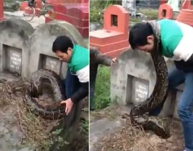 Còn tại Việt Nam, câu chuyện bắt được trăn khổng lồ chui mộ ở nghĩa trang thôn Trai Trang, thị trấn Yên Mỹ, huyện Yên Mỹ, tỉnh Hưng Yên là một trong những vụ bắt được trăn khổng lồ ở Việt Nam gây xôn xao nhất. Không chỉ bởi kích thước khổng lồ mà bởi nơi con trăn xuất hiện là nghĩa trang và nó đang cố sức chui xuống một ngôi mộ. Kết quả, để bắt được con trăn, người dân phải phá vỡ một phần ngôi mộ.