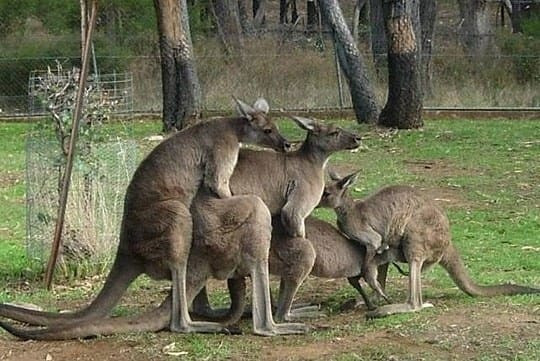 Khi những con kangaroo quan hệ tay ba, tay tư một cách lộ liễu và không thèm quan tâm đến ánh nhìn kinh hoàng của con người. (Nguồn Buzzfeed)