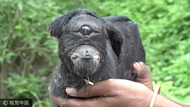 Về phía ông Mukhuri Das, chủ nhân con dê, ông cho biết dù con dê có bị gọi là quái vật hay được tôn là hiện thân của thần linh, ông vẫn sẽ chăm sóc tử tế cho nó. (Nguồn Sina)