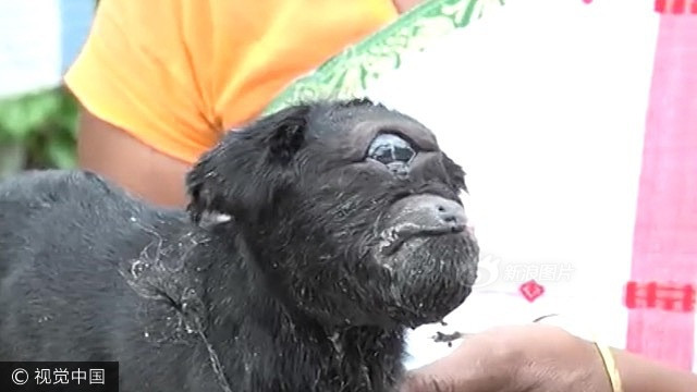 Theo các chuyên gia, con dê không thể sống quá 1 ngày sau khi sinh ra nhưng tính đến thời điểm hiện tại, đã hơn một tuần mà con dê vẫn còn sống khỏe. Điều này lại càng củng cố niềm tin cho những người nghĩ rằng con dê một mắt kỳ lạ này là hiện thân của thần linh. (Nguồn Sina)