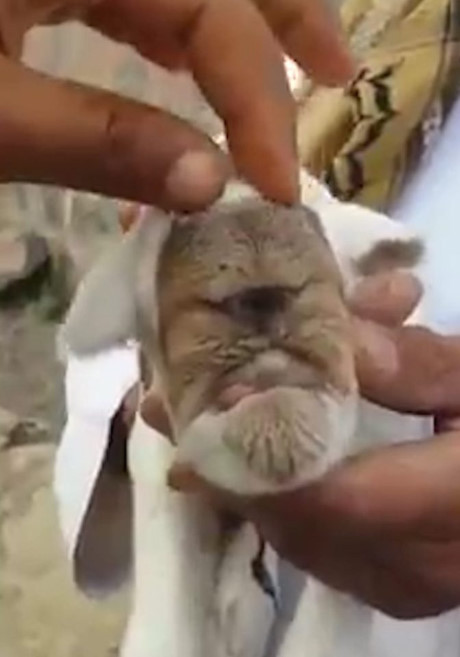 Bởi khuôn mặt kỳ dị của mình, nó bị đem ra làm trò trêu chọc một cách thô bạo. Có lẽ, con dê một mắt đáng thương đó cũng không sống được bao lâu sau những trò đùa ác của con người. (Nguồn LiveLeak)