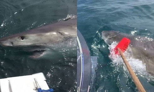 Trước đây không lâu, một ngư dân tên Dan trong khi đánh cá gần khu vực Port Fairy, bang Victoria, Australia cũng gặp trường hợp tương tự. Con cá mập trắng mà Dan gặp phải liên tục lượn vòng quanh và nhô lên mặt nước như muốn tấn công và cướp cá trong thuyền. (Ảnh Mirror)