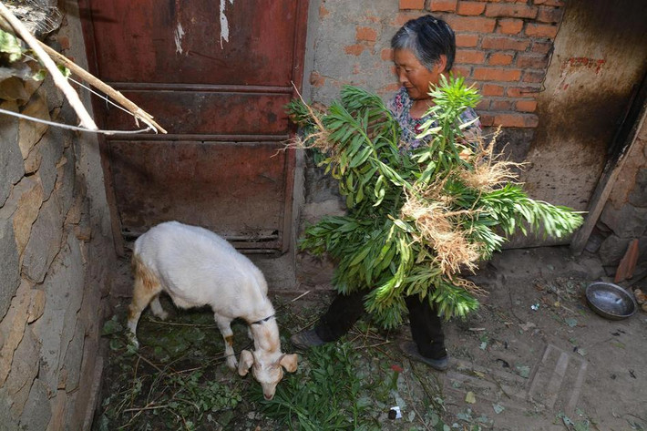 Phóng viên có hỏi tại sao không di chuyển xuống chân núi như những người khác trong thôn, bà Khải Liên ngậm ngùi cho biết, nếu như rời đi, để xây lại một căn nhà ở được cũng mất rất nhiều tiền. Bởi vì không làm gì ra tiền nên hiện tại chỉ có thể ở lại trong thôn. Thi thoảng lên núi hái thuốc, hái rau rừng, bán đi kiếm chút tiền để đổi bữa. (Nguồn Sina)
