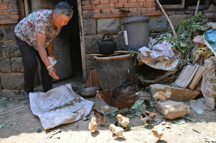 Tích cóp mãi, bà Khải Liên cũng mua được mấy con dê, hi vọng rằng sau này chúng lớn có thể bán đi kiếm được chút tiền kha khá. Bên cạnh đó, bà còn nuôi vài con gà, chỉ nuôi để chúng đẻ trứng. Tuy nhiên trứng gà cũng rất ít khi ăn mà để dành để bán. (Nguồn Sina)