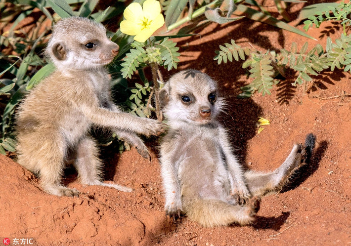 Theo Richard, những con cầy meerkat vẫn còn rất non nớt, chúng mới chỉ bắt đầu khám phá thiên nhiên bên ngoài và hệ thống hang động của gia đình. (Nguồn Sina)