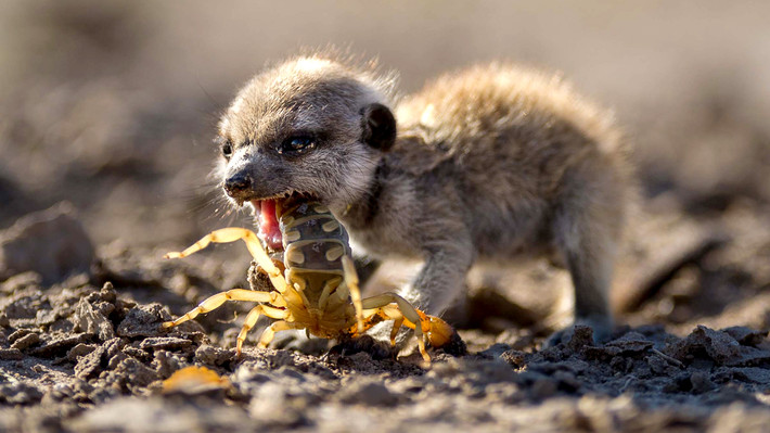 Thú vị là, ngay từ khi đẻ ra, cầy meerkat đã miễn nhiễm với một số loại nọc độc, trong đó có nọc độc rất mạnh của bọ cạp ở sa mạc Kalahari. Chính vì thế, một con cầy meerkat con có thể xơi tái cả một con bọ cạp cực độc mà chẳng hề hấn gì. (Ảnh: Allaboutmeerkat)