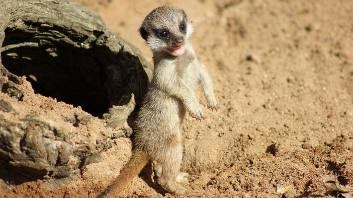 Theo tìm hiểu, cầy meerkat, tên khoa học Suricata suricatta, hay còn gọi là cầy vằn, chồn đất, chồn đất châu Phi, hồ cầy, chồn cầy là một loài động vật có vú nhỏ, là một thành viên của họ cầy mangut và là loài duy nhất của chi Suricata. (Ảnh: Huffingtonpost)