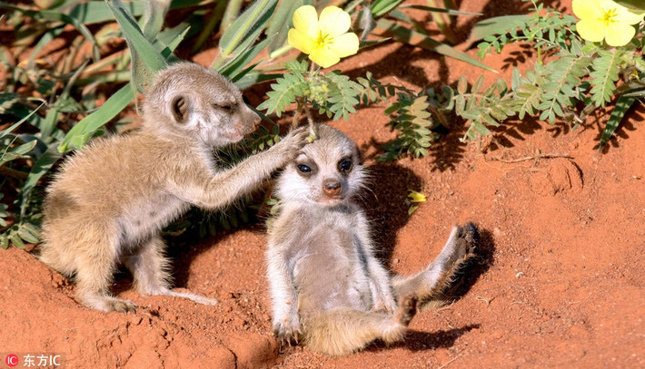 Trong khi một con cầy meerkat chỉ chuyên tâm cài hoa, làm điệu cho người chị em ruột thịt thì con cầy meerkat còn lại rất chú ý đến con người, dường như mọi nhất cử nhất động của du khách, người hướng dẫn và nhiếp ảnh gia đều không qua được mắt nó. (Nguồn Sina)
