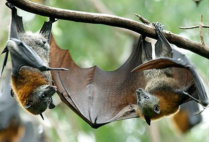 Điều này cho thấy, loài dơi có thể chủ động tiếp cận thông tin từ sóng siêu âm của đồng loại để học hỏi kinh nghiệm. Điều này có nghĩa là những thông tin mà dơi nghe lén được sẽ giúp phần bổ trợ cho chúng. (Ảnh: Mnn)