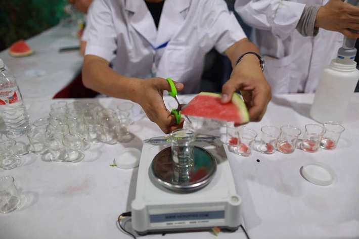Thậm chí, những quả dưa hấu này còn được thử nghiệm dư lượng thuốc trừ sâu, thuốc kích thích ngay tại cuộc thi để đảm bảo chất lượng cũng như tính công bằng cho cuộc thi. (Ảnh: Sina)