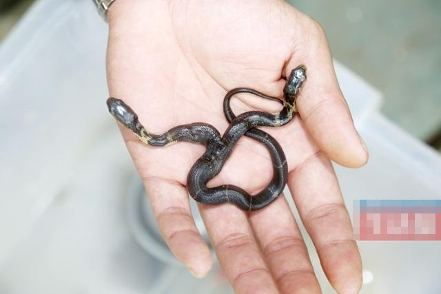 Ban đầu ông Hoàng rất vui mừng vì cho rằng con rắn hổ mang này rất đặc biệt, có lẽ sẽ bán được giá cao nhưng từ khi sinh ra, con rắn con này không chịu ăn gì. Ông Hoàng không tìm được cách chăm sóc nó nên mặc dù rất tiếc nhưng ông cũng không nỡ để con rắn con cứ thế chết đi.
