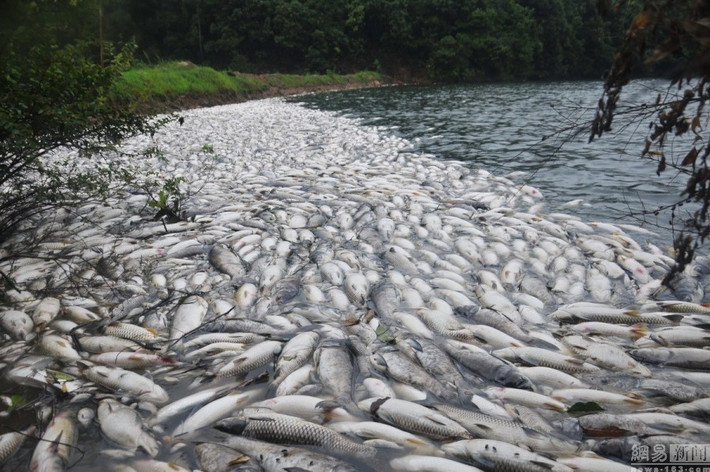 Sáng ngày 8/8, chồng bà Vương, một người dân ở làng Ngọc Thạch, Giang Tây, Trung Quốc trong lúc đi thăm hồ nuôi cá đã phát hiện hàng ngàn xác cá chết hàng loạt.