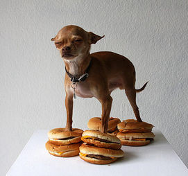 Tuy rằng nhỏ con nhưng con chó chihuahua này không hề muốn nhường nhịn chiếc bánh hambuger này cho người khác. No bụng, đói con mắt có lẽ là phong cách ăn uống của chú chó này.