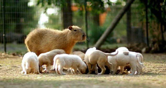 Mẹ chuột lang nước chăm sóc cả đàn chó con khiến ai cũng kinh ngạc.