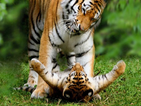 Làm gián đoạn giấc ngủ trưa của mẹ và cái giá phải trả của hổ con là nằm im lắng nghe bài giáo huấn gầm gừ.
