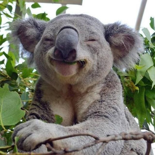 Nhìn khuôn mặt vui mừng cực điểm này của gấu túi koala, chắc chú ta lại vừa mới được khen dễ thương.
