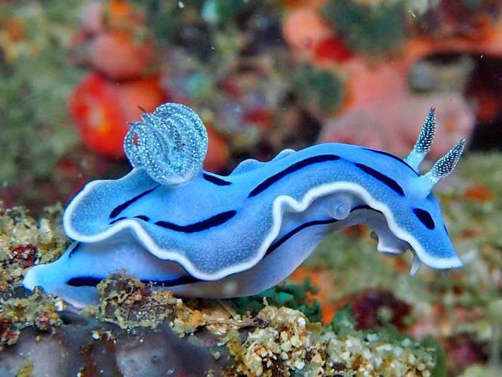 Có màu xanh nhạt thanh nhã của đại dương, chàng hoàng tử sên biển Willan's Chromodoris khiến nhiều cô nàng thầm mến.