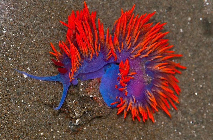 Flabellina Iodinea, loài sên biển có màu sắc cực kỳ thu hút, dù tới bất cứ đâu nó cũng khiến những động vật khác phải ngoái nhìn.