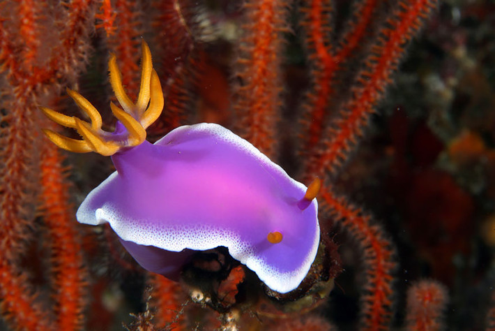 Cầu kỳ và sáng tạo, con sên biển Hypselodoris Apolegma này khiến nhiều người phải ngạc nhiên về vẻ đẹp độc đáo của nó.