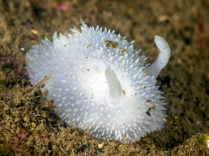 Sên biển Acanthodoris Pilosa hay còn được gọi là thỏ bông biển bởi ngoại hình xinh đẹp, dễ thương không thua kém thỏ bông đất liền.