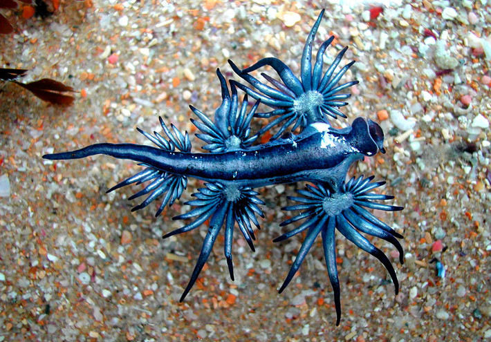 Sên biển Glaucus Atlanticus có cái tên khác mỹ miều là Thiên thần biển sâu. Đúng như tên gọi, con sên biển này có 8 "cánh", mang một vẻ đẹp kỳ ảo khó cưỡng.