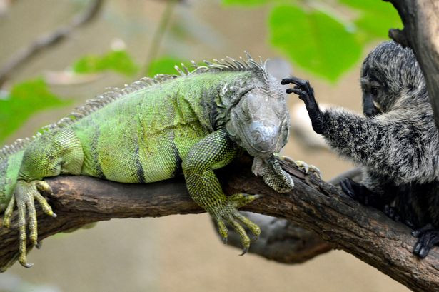 Khỉ Marmoset dường như rất yêu quý người bạn kỳ lạ này và con kỳ nhông cũng đặc biệt tin tưởng, để cho con khỉ sờ nắn khắp người mình mà không hề phản kháng.