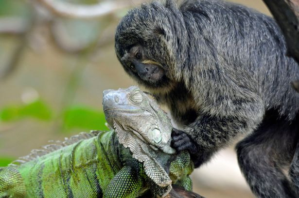 Ở vườn thú Krefeld, Đức, có một đôi bạn thân nổi tiếng, đó là một con khỉ Marmoset (một giống khỉ tí hon) và một con kỳ nhông. Cảnh con khỉ tí hon mát xa cho con kỳ nhông đầy âu yếm khiến ai cũng thích thú.