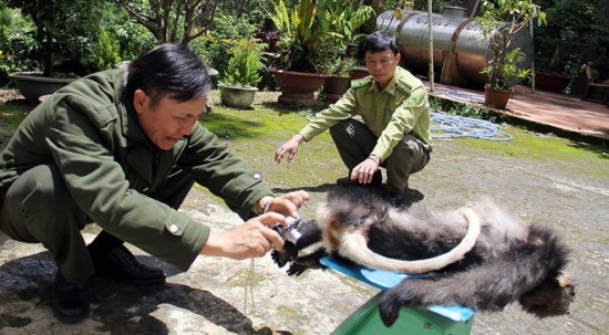 Ngày 4/8/2015 vừa qua, Công an xã Lộc Thành, huyện Bảo Lâm, tỉnh Lâm Đồng cũng bắt giữ được đối tượng Nguyễn Văn Tân, một kẻ săn trộm đã bắn chết một con voọc chà vá chân đen đực đã trưởng thành, nặng 6kg.