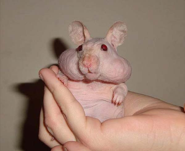 Chuột hamster không lông, vẫn đáng yêu nhưng bộ da trắng hồng cùng đôi mắt đỏ quạch khiến người ta ấn tượng rất mạnh.