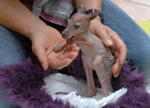 Bé kangaroo mồ côi mẹ, không được sống trong túi mẹ nên bộ lông chưa hình thành đủ. Trông bé rất tội nghiệp cũng cũng rất đáng yêu với bộ da dính sát vào cơ thể chẳng khác nào khủng long tí hon.