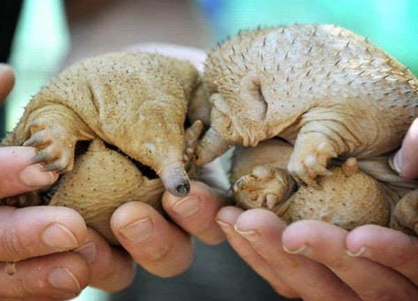 Thay vì mọc lông thì hai con thú ăn kiến này lại mọc gai chi chít, một phong cách rất mới mẻ.