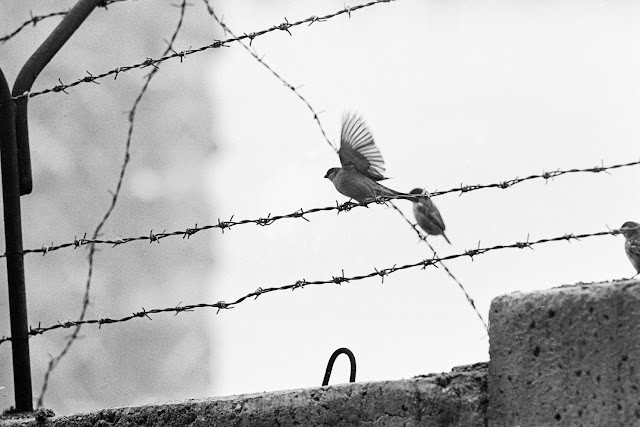 Những con chim bồ câu đậu trên hàng rào thép gai tại Bức tường Berlin năm 1962.