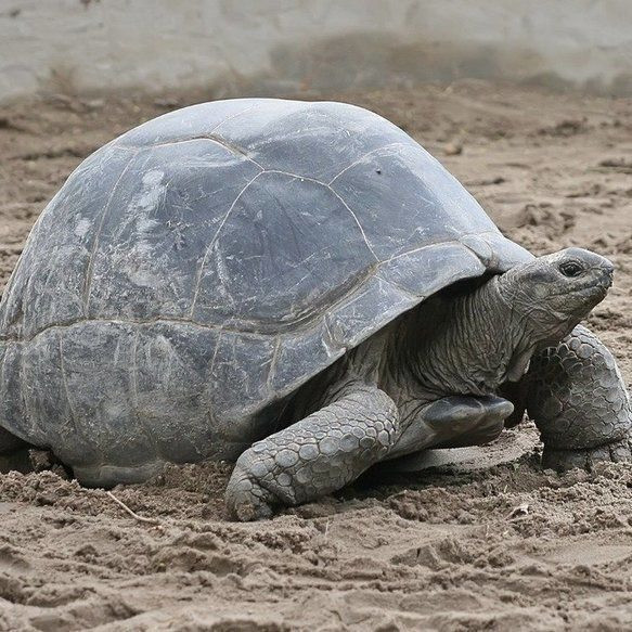 Rùa khổng lồ Aldabra gây kinh ngạc khi có tuổi thọ khá cao. Trong đó, một cụ rùa có tên Adwaita được ghi nhận sống tới 255 năm.