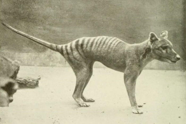 Hổ Tasmania có đuôi cứng như chuột túi, chân ngắn và hàm có 40 đến 50 chiếc răng sắc nhọn. Chúng có thể sống thọ tới 7 năm trong điều kiện tự nhiên.
